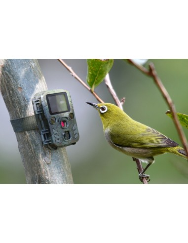 Camera Wild 1080P 12MP IP56 PIR IR 18m per Osservazione Fauna